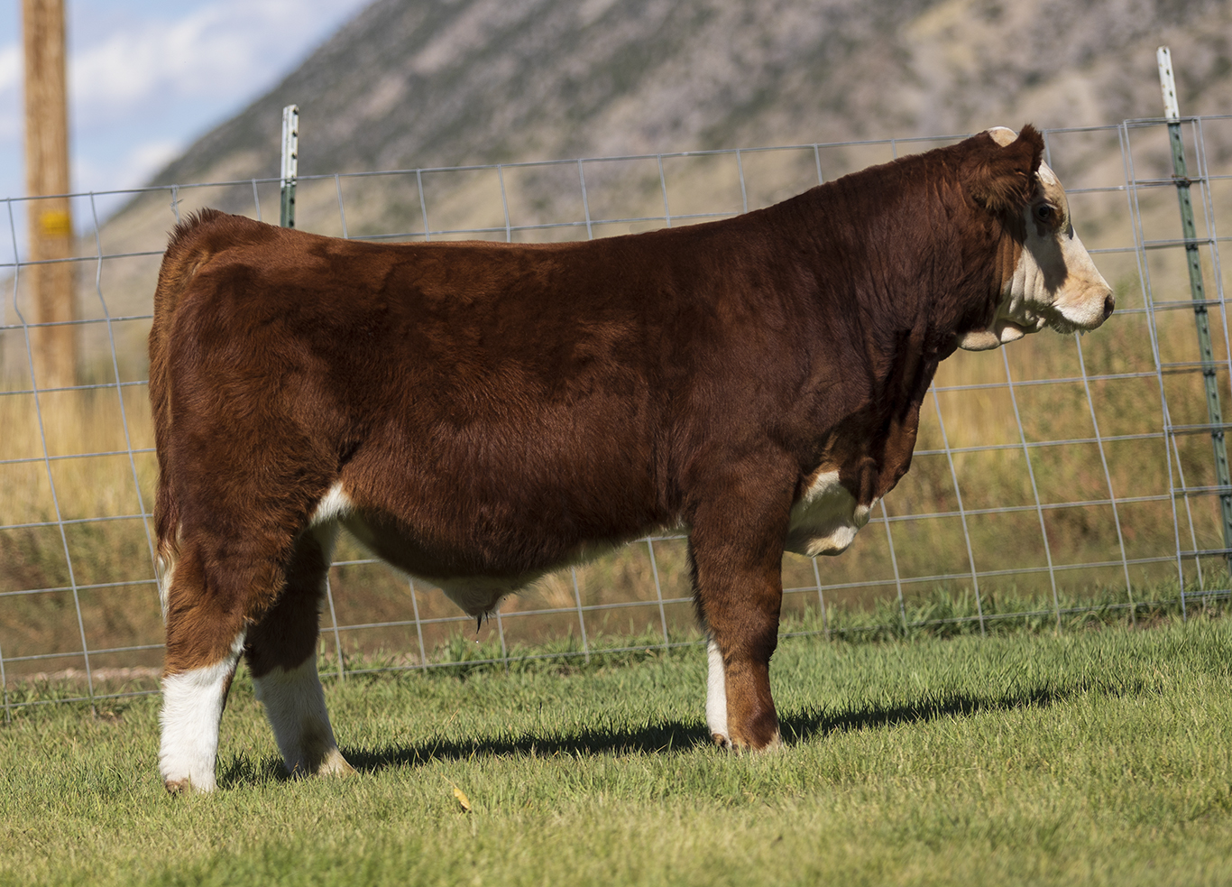 Tag 889 Bet on Red x Voltage Bull