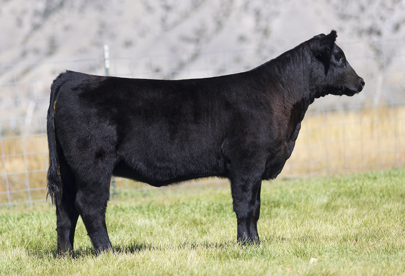 Tag 401  Hammertime x BC Lookout Heifer