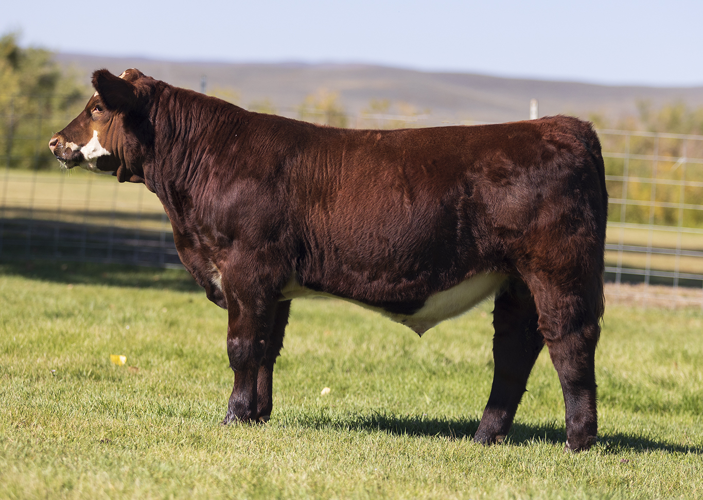 Tag 604 Bet on Red x Steel Force  Bull