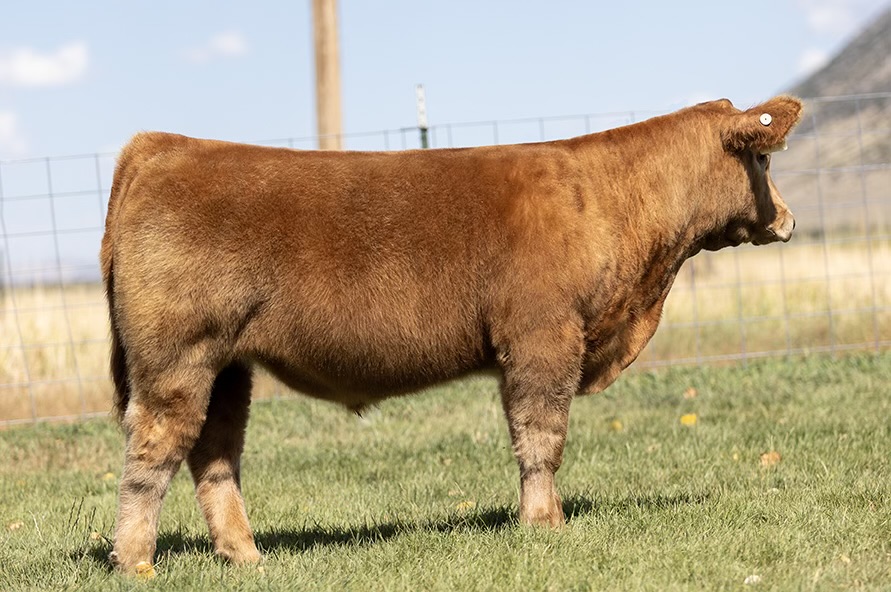 IGWT Steer