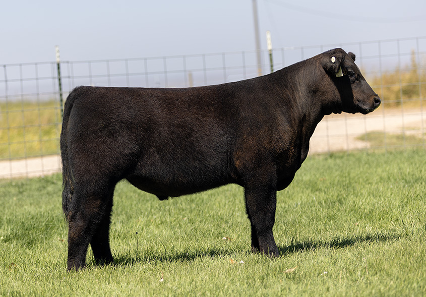 Mafia Max Steer