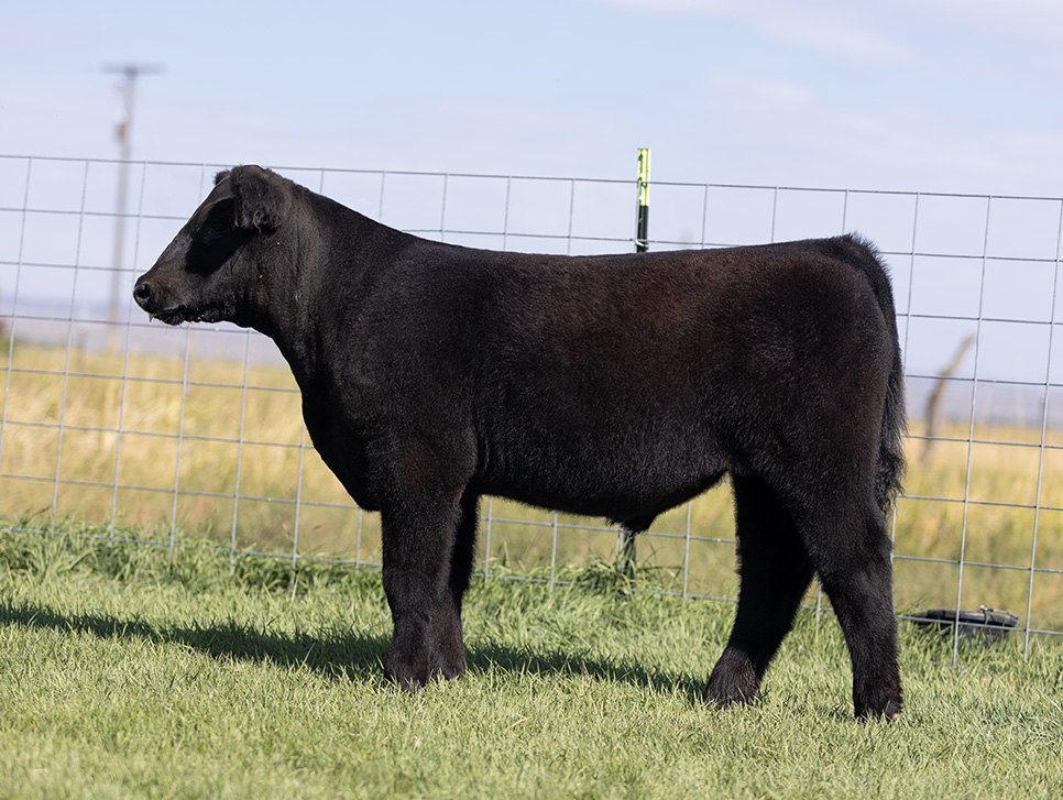 Chosen 1 Steer