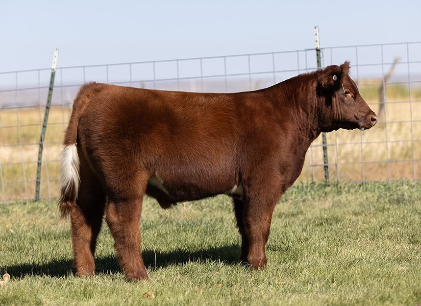 HGTA Steer