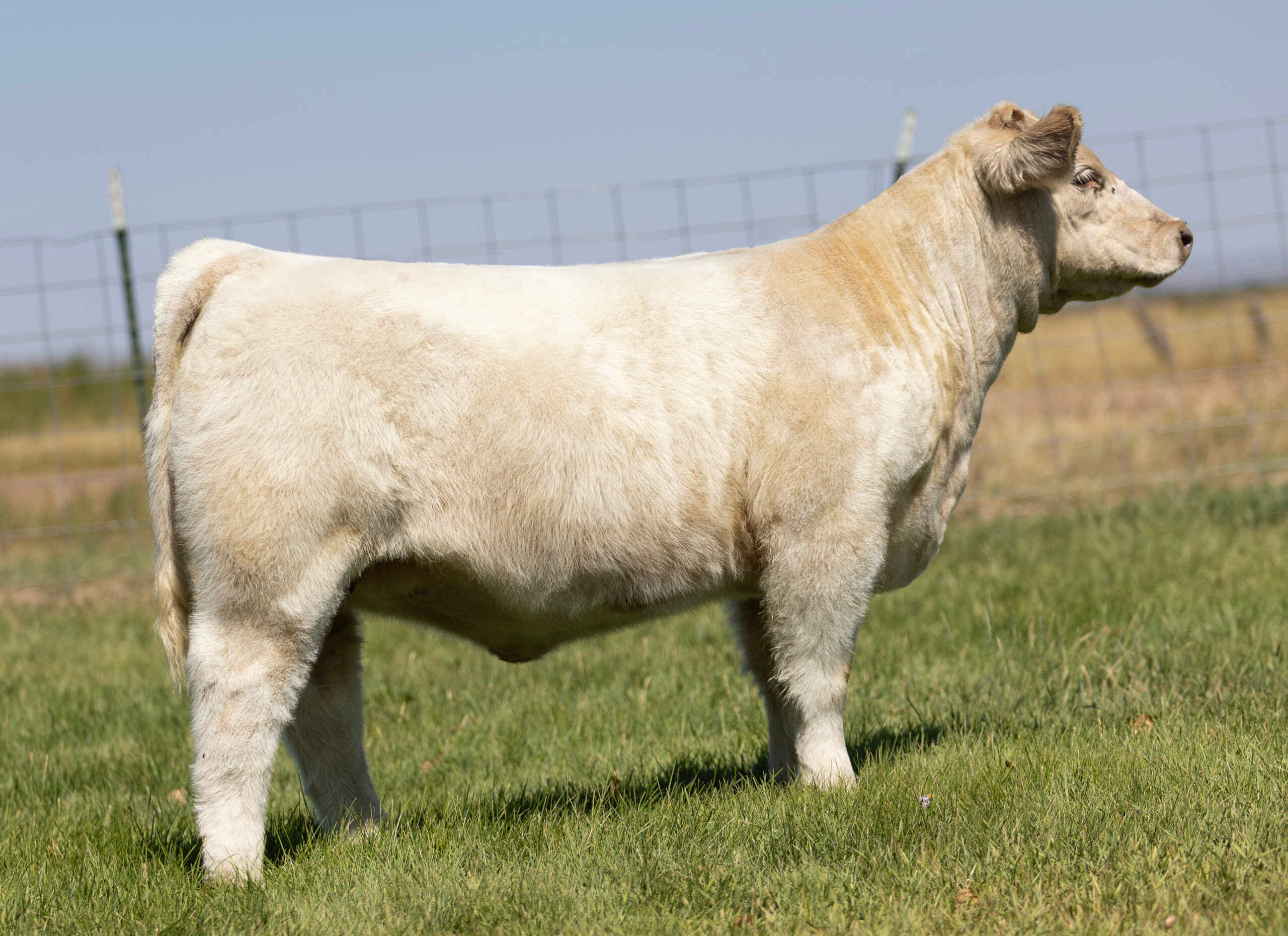 Tag 813 Knock Knock x Monopoly Heifer 