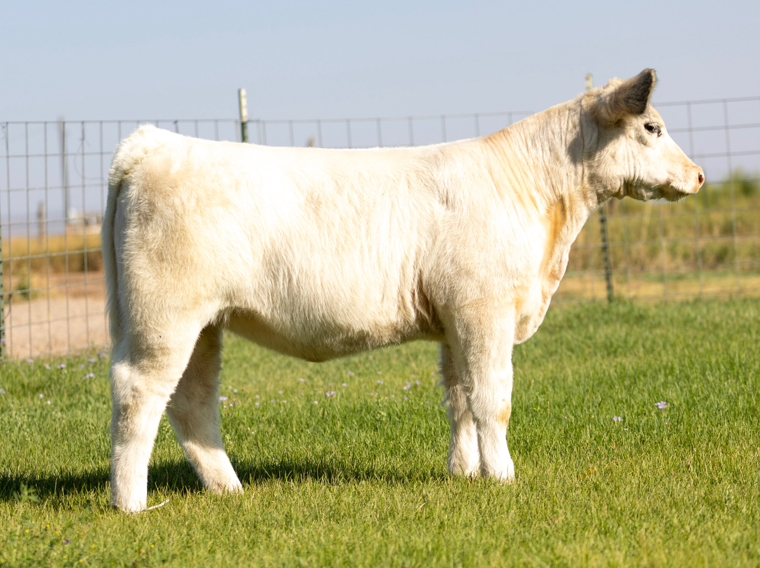 Tag 407 Cool Kids Club x Young Money Heifer