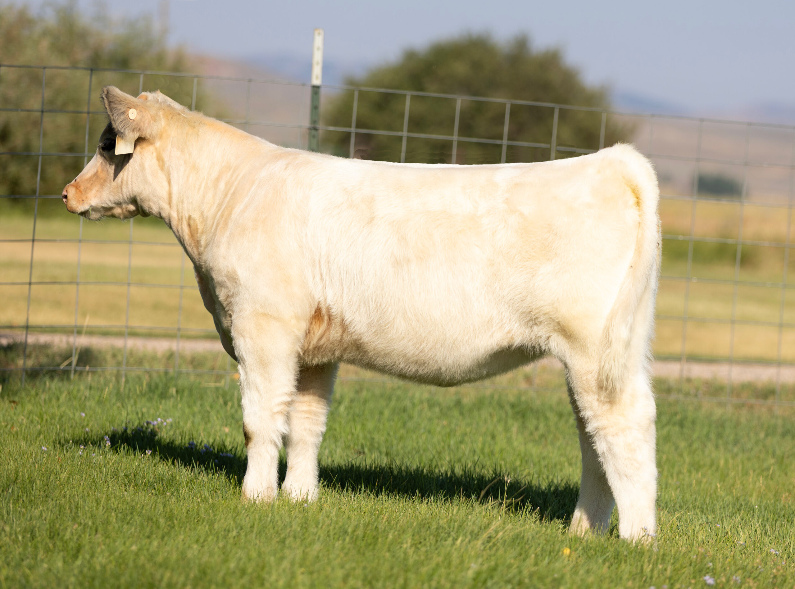 Tag 407 Cool Kids Club x Young Money Heifer