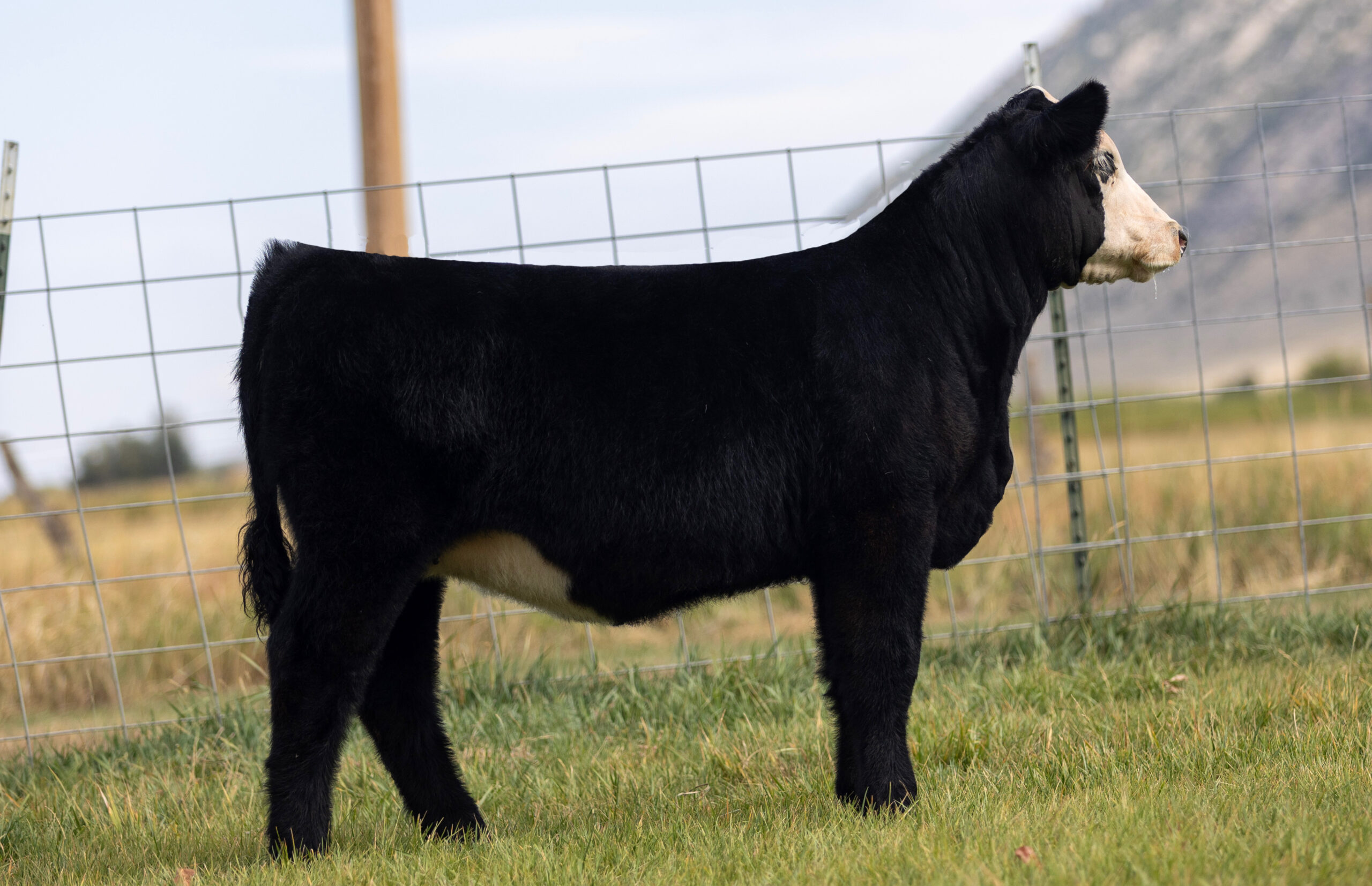 Tag 242  One For All x Icon Heifer 