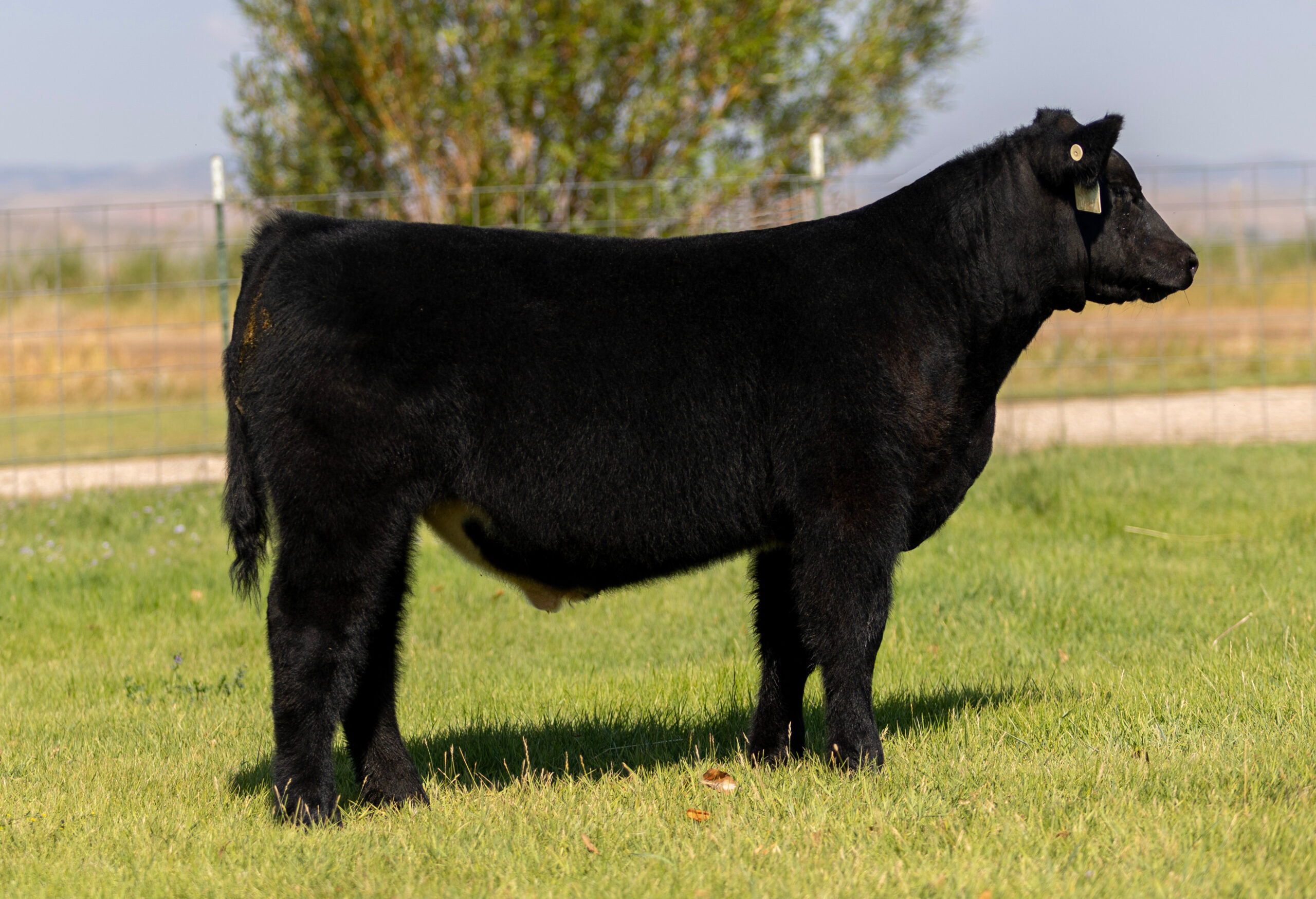 Tag 778 Elvis x Italian Stallion Steer