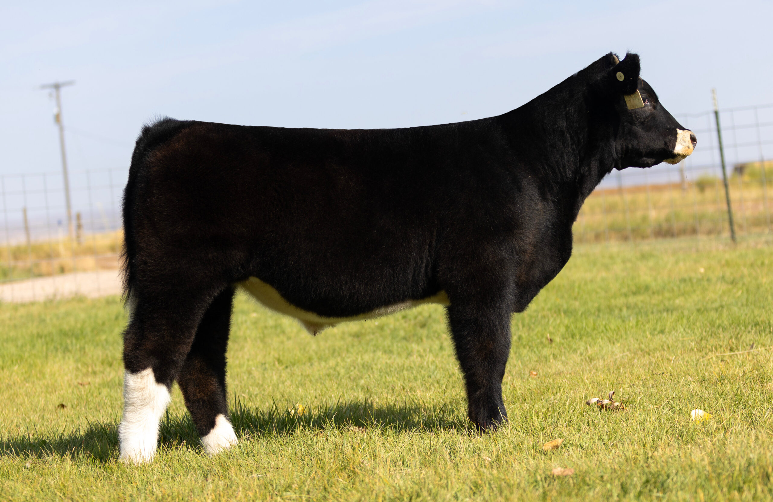 Tag 306 HGTA x Whizard Steer