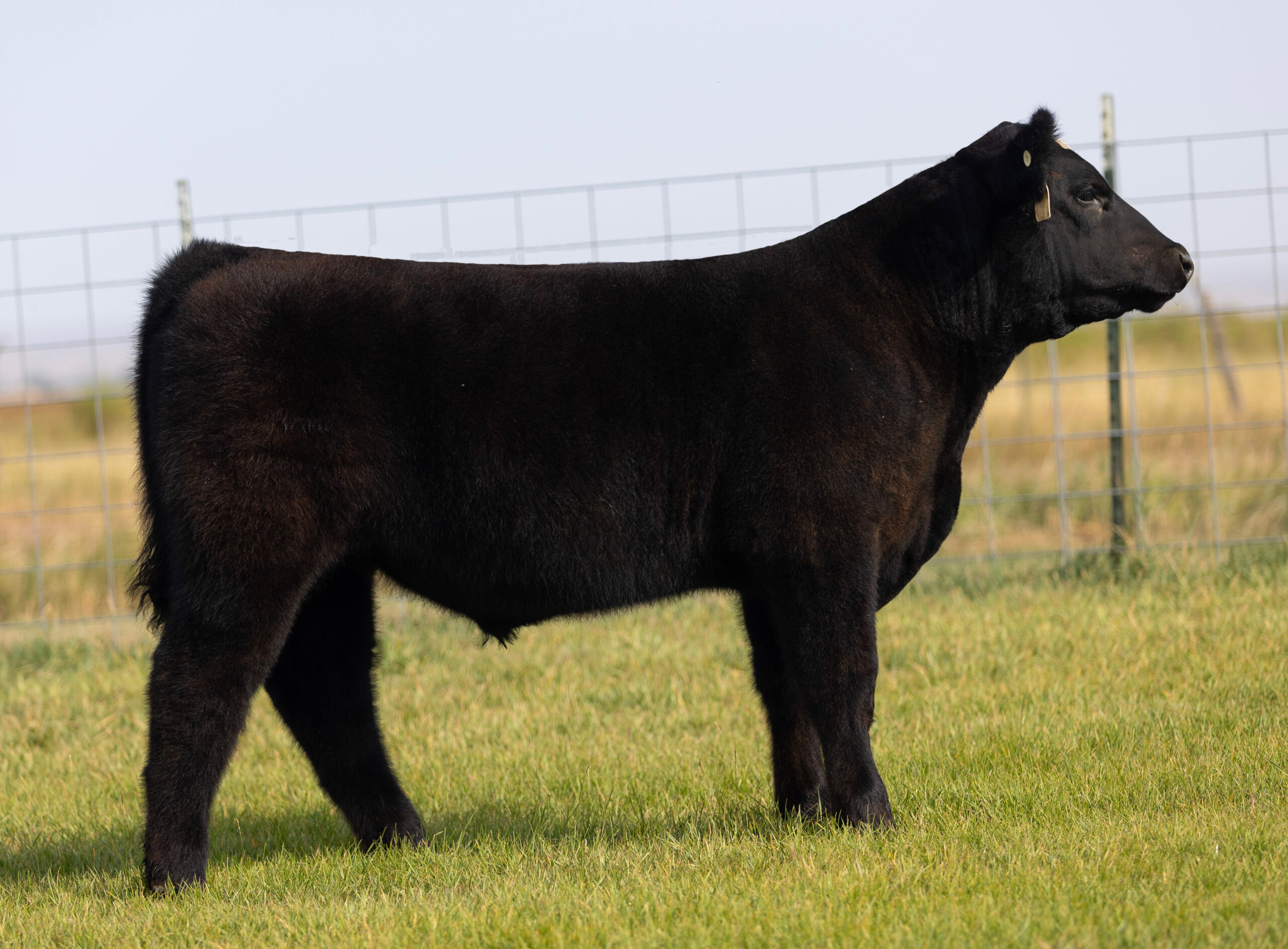 Tag 424 NWO x Whizard Steer