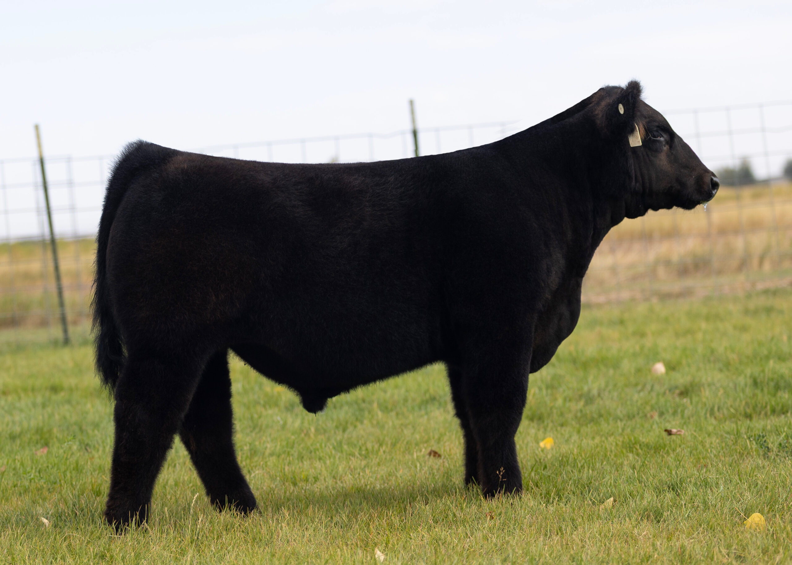 Tag 482 Flipside x Monopoly Steer
