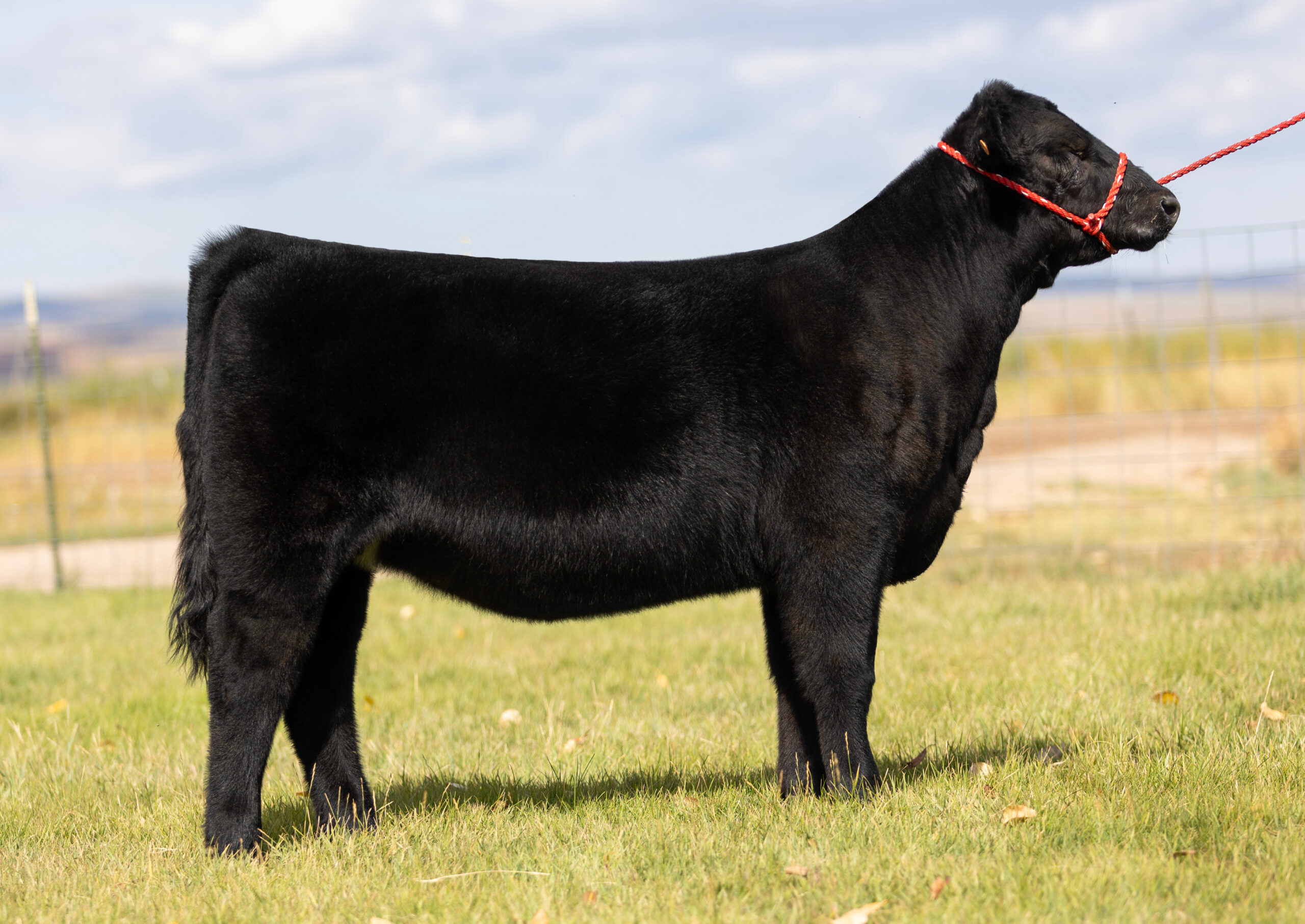 Tag 544 Mafia Max x Whizard Heifer