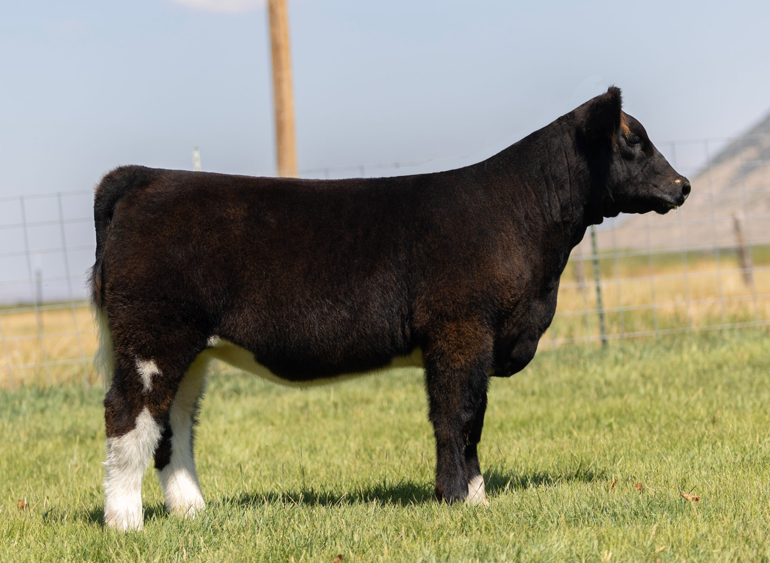 Tag 561  Flipside x Bojo Heifer