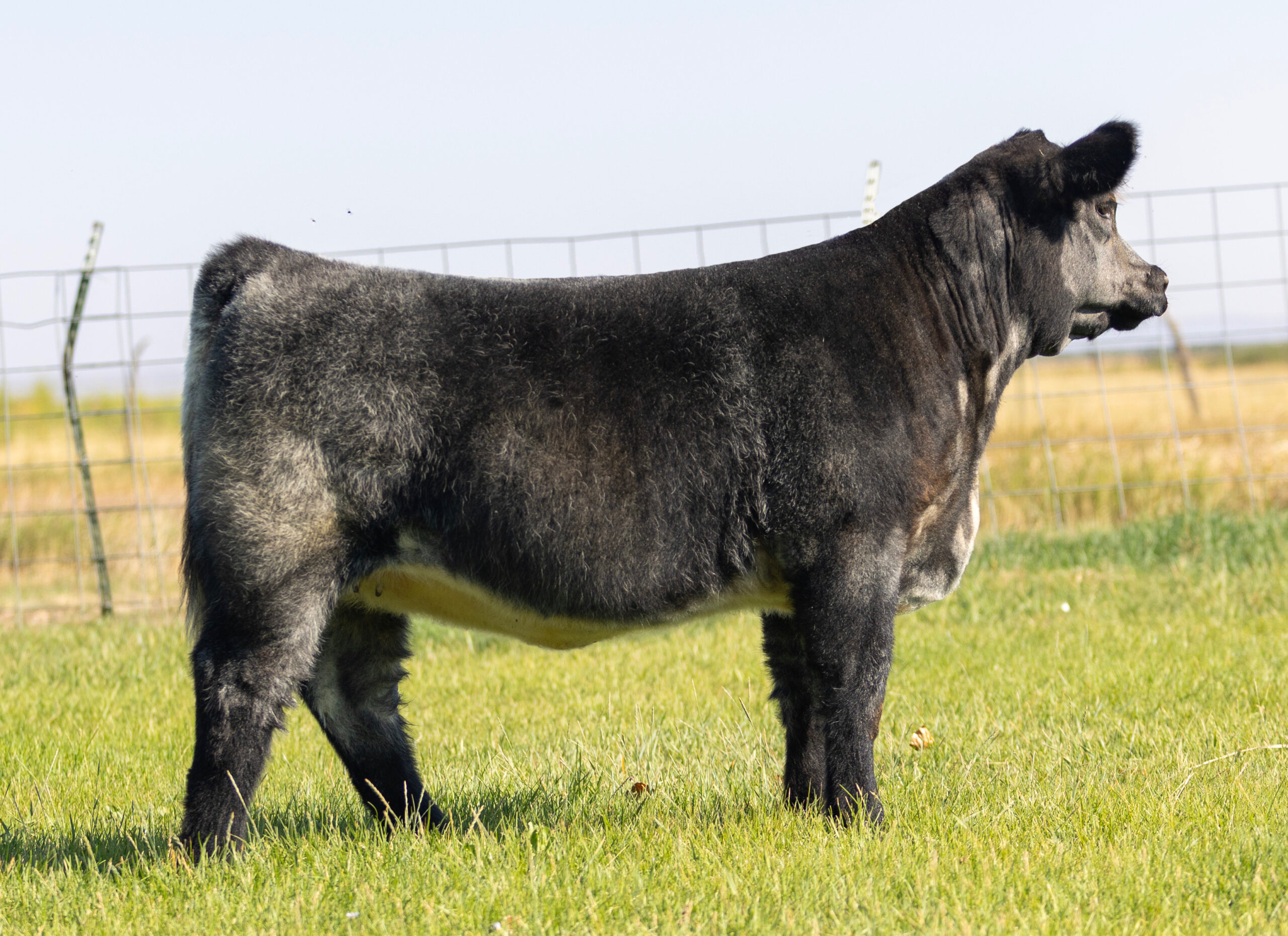 Tag 614 Cool Kids Club x Monopoly Heifer
