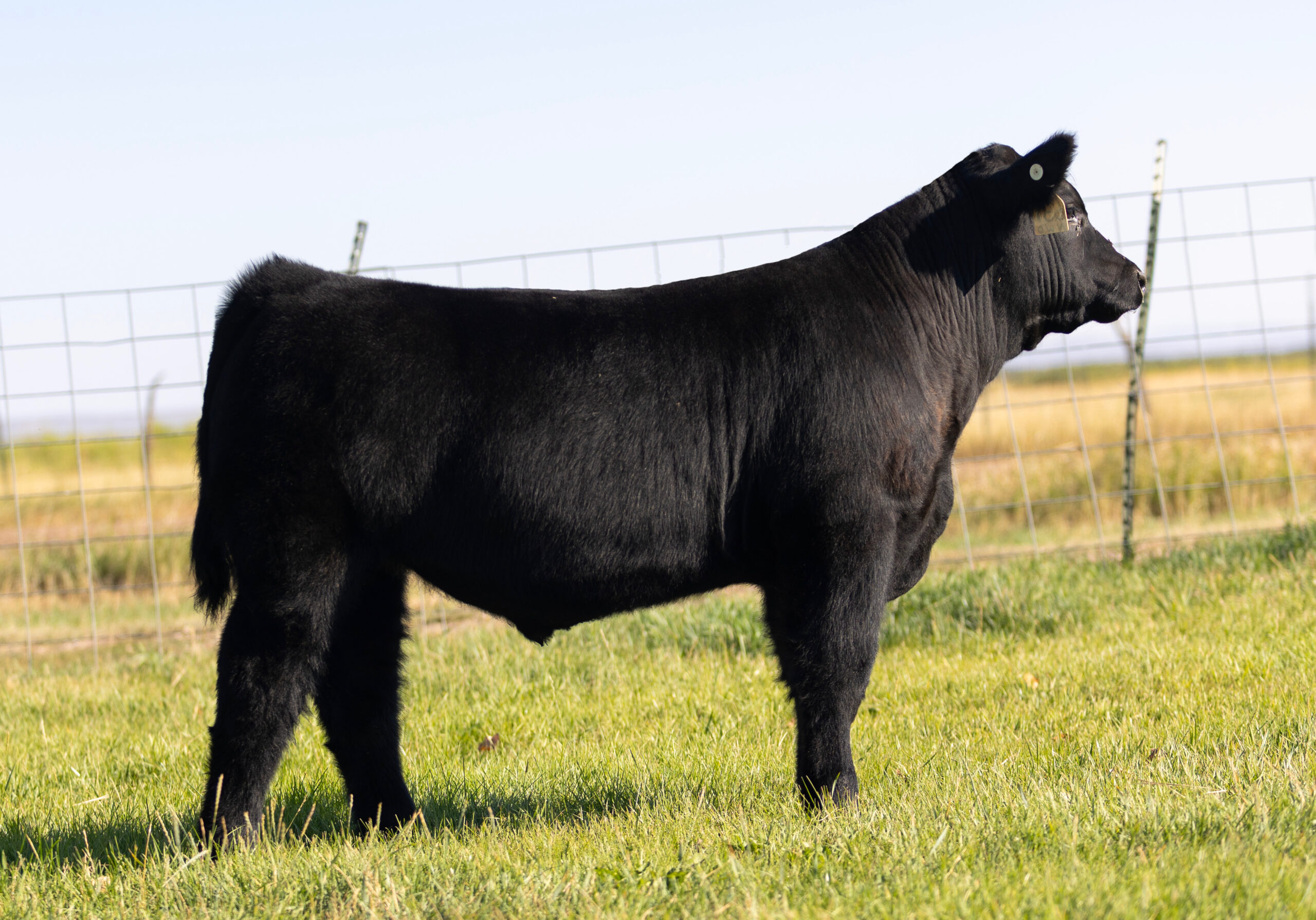 Tag 631 NWO x Broker Steer