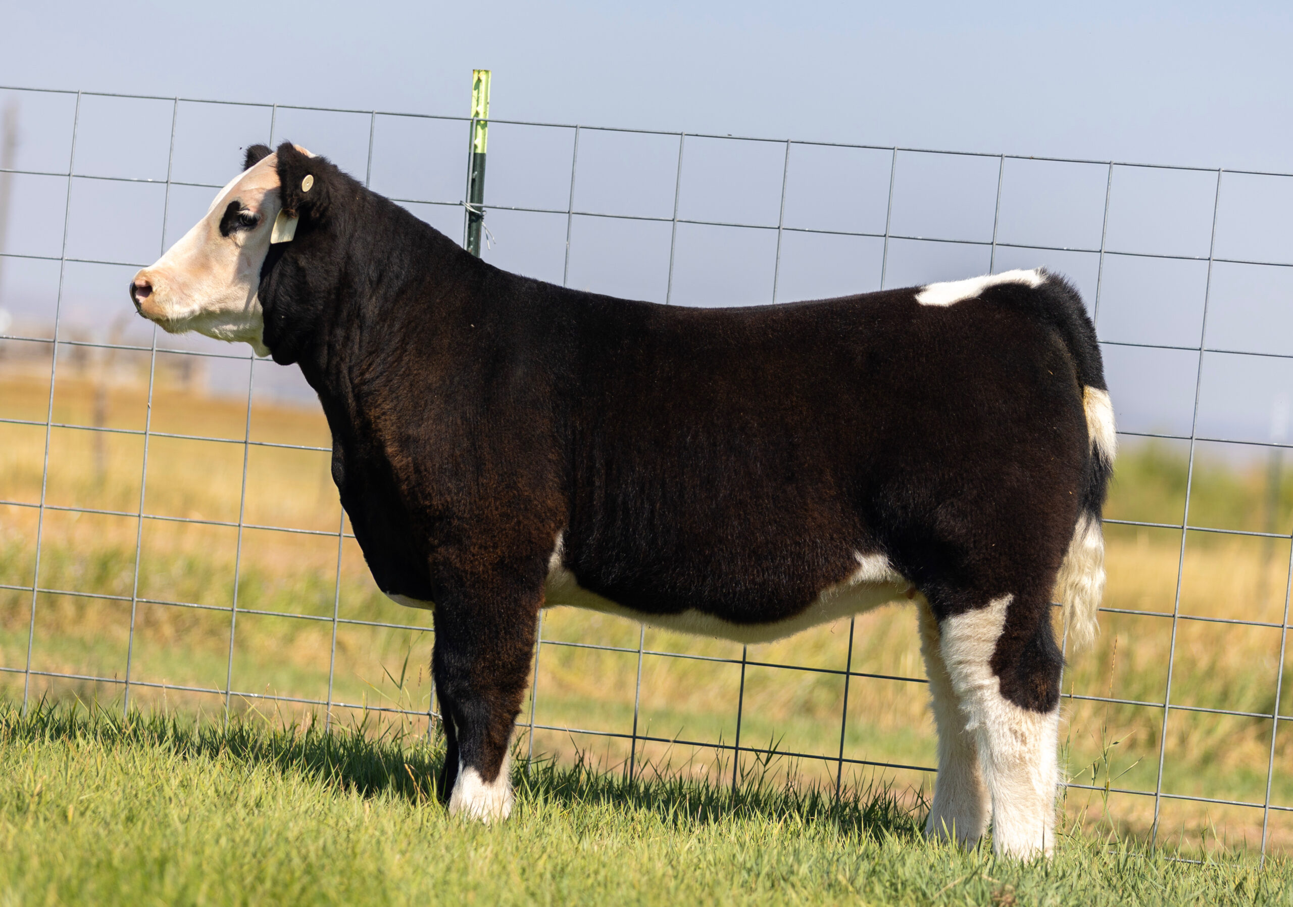 Tag 656 Wynn in Doubt x Voltage Heifer