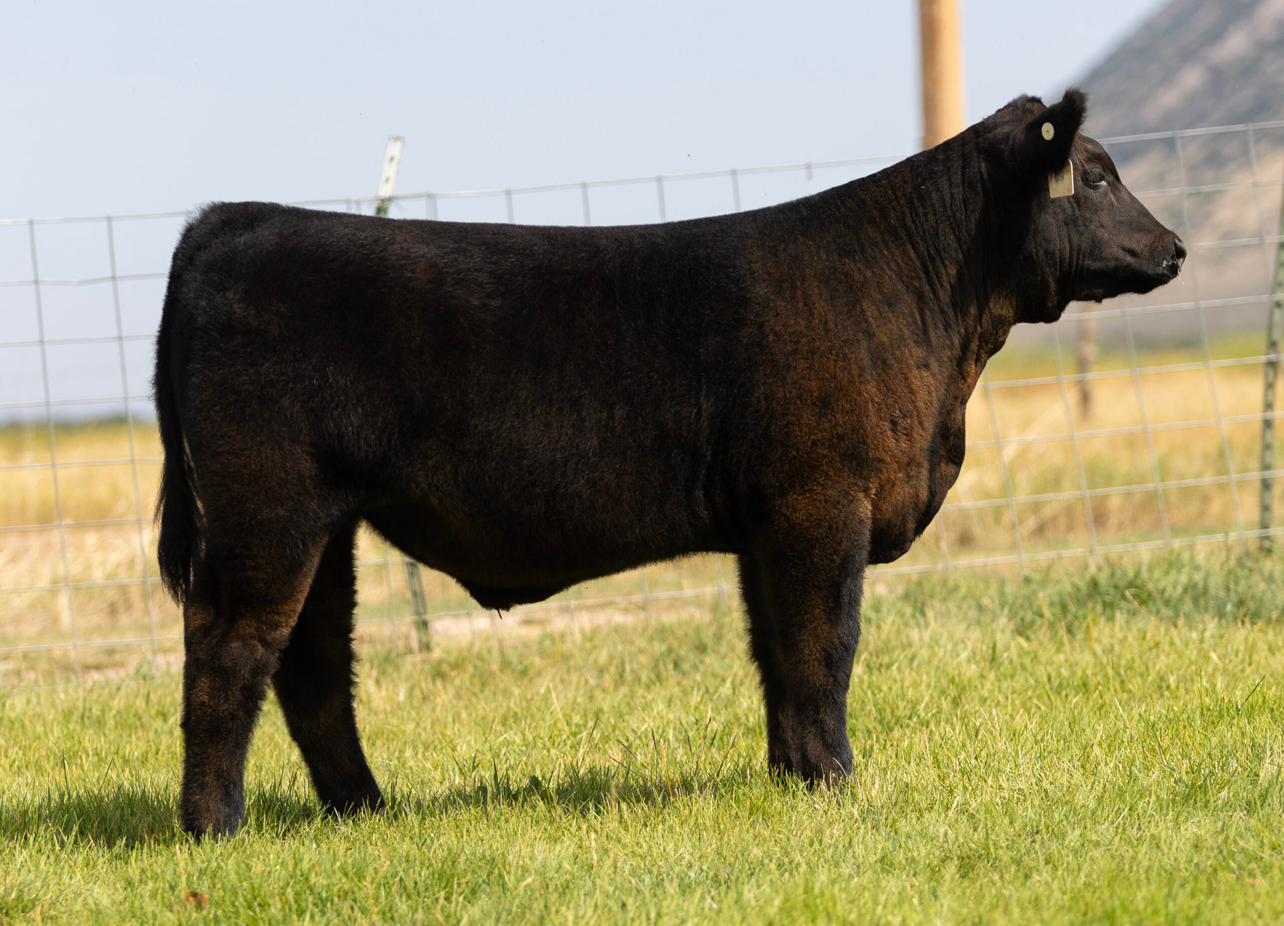Tag 687 Flipside x Whizard Steer
