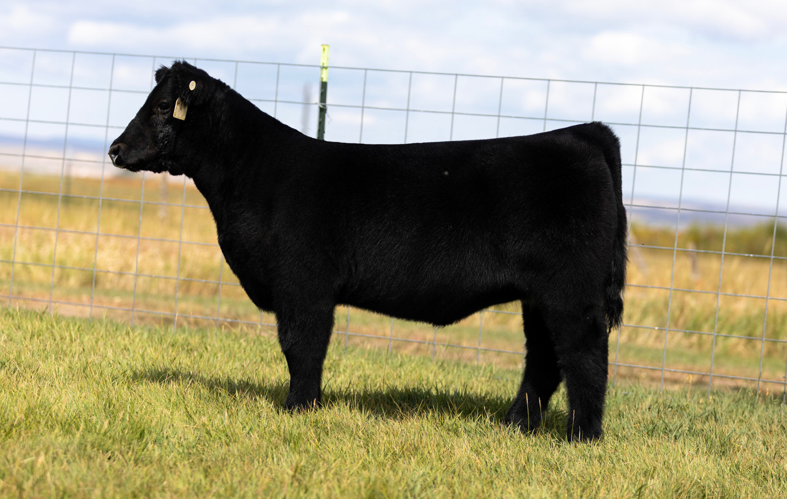 Tag 785 Here I Am x One For All Heifer 