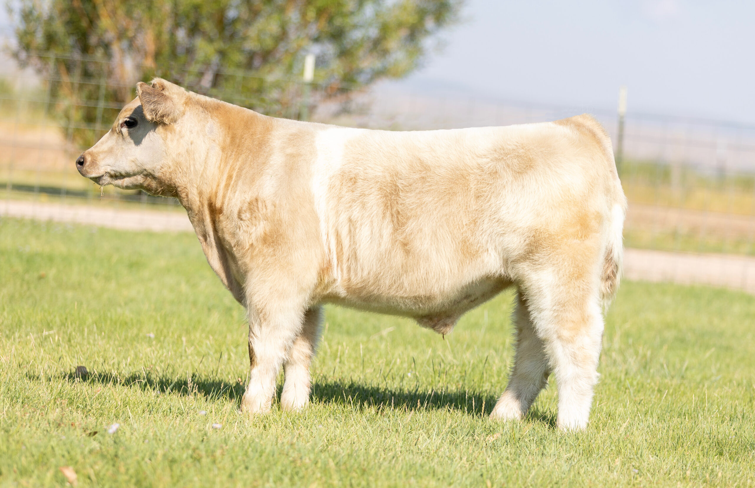 Tag 875 Cool Kids Club x StylexMAB Steer