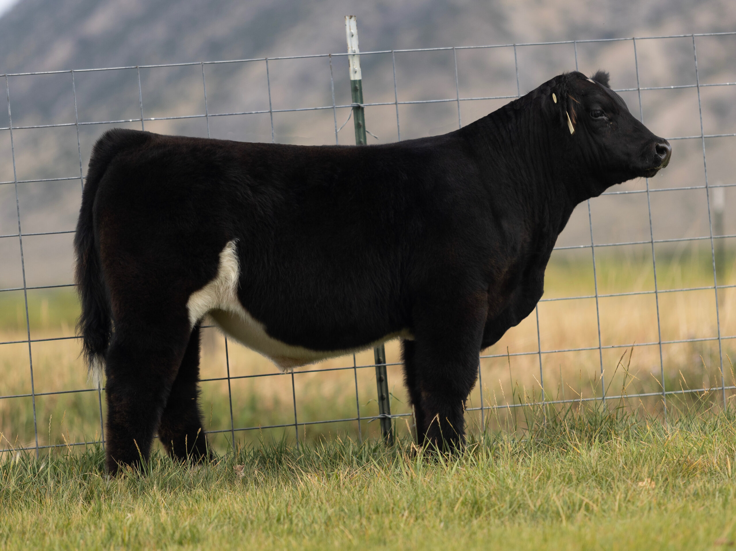 Tag 882 NWO x Daddy's Money Steer