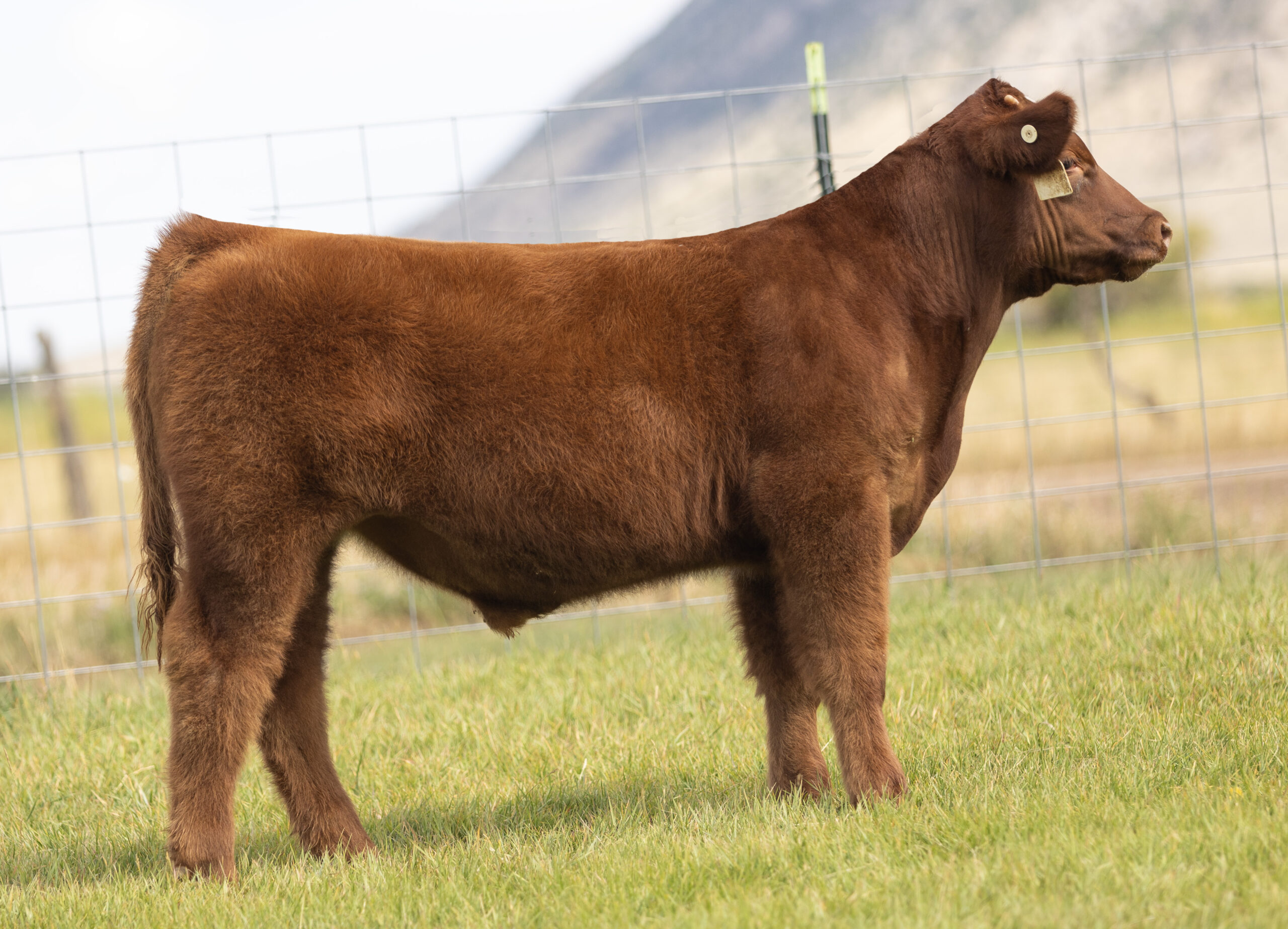 Tag 9 NWO x Dew North Steer