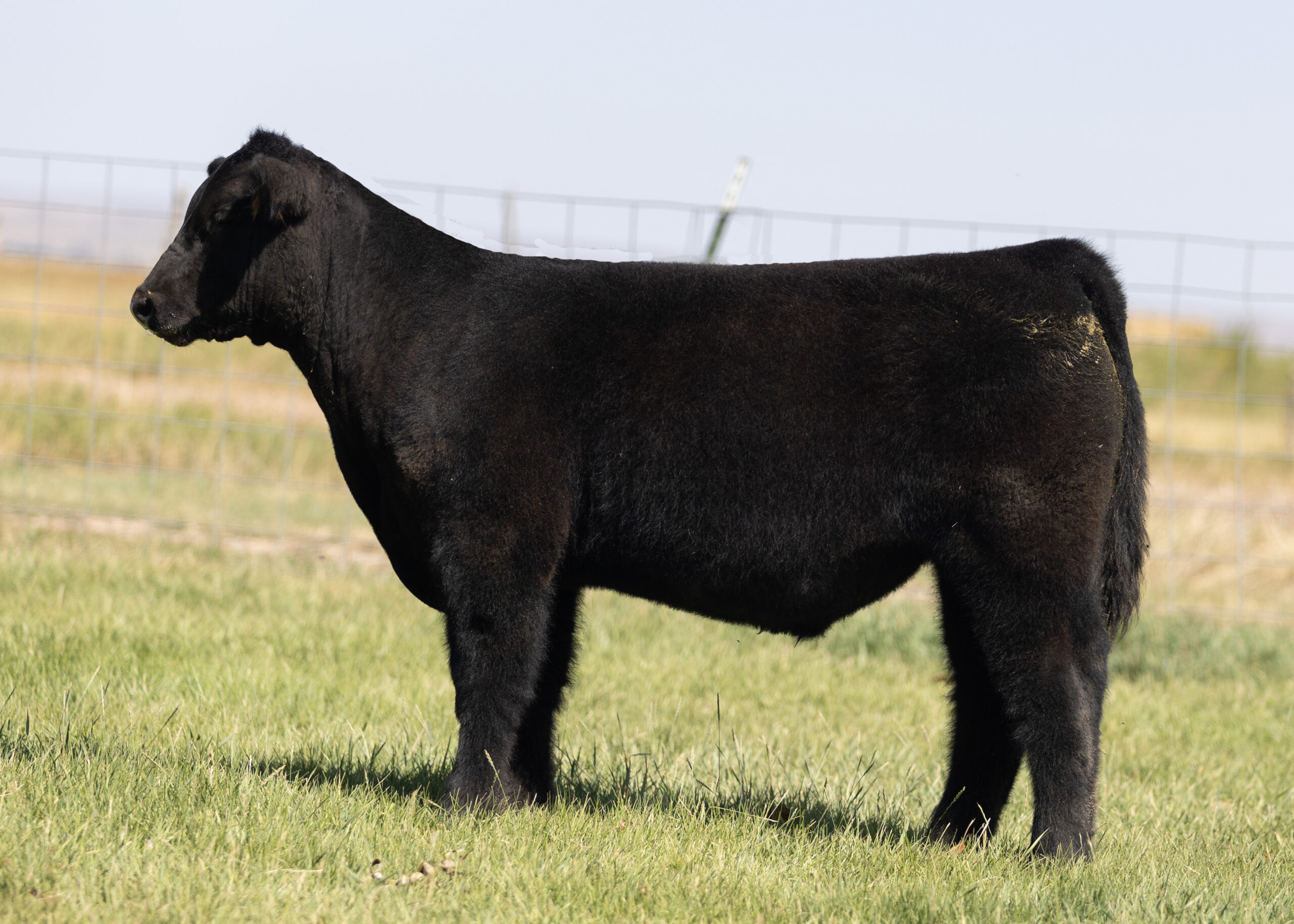Elvis x Black Power Play Steer