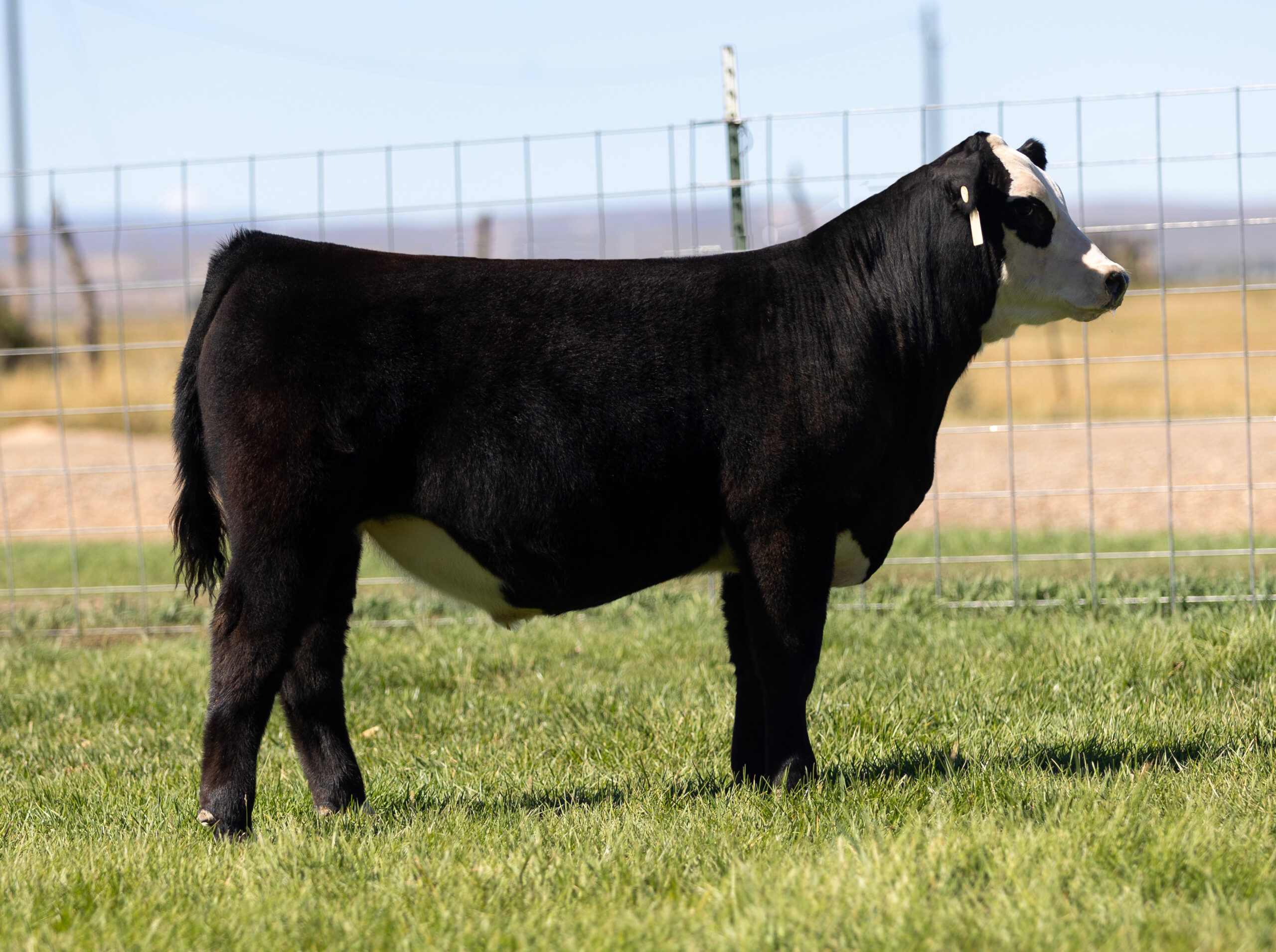 Reflection Steer