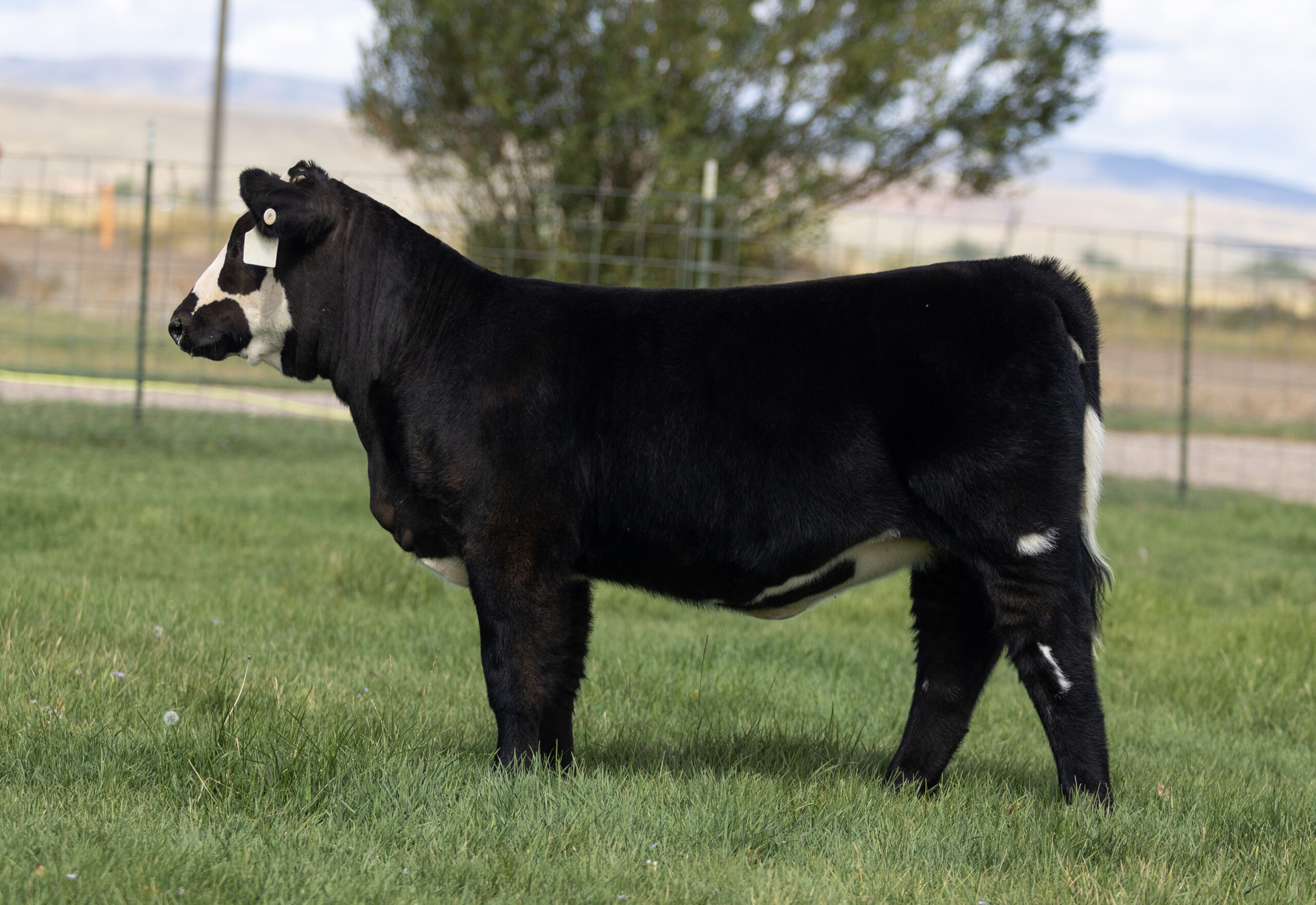 One for All Heifer 