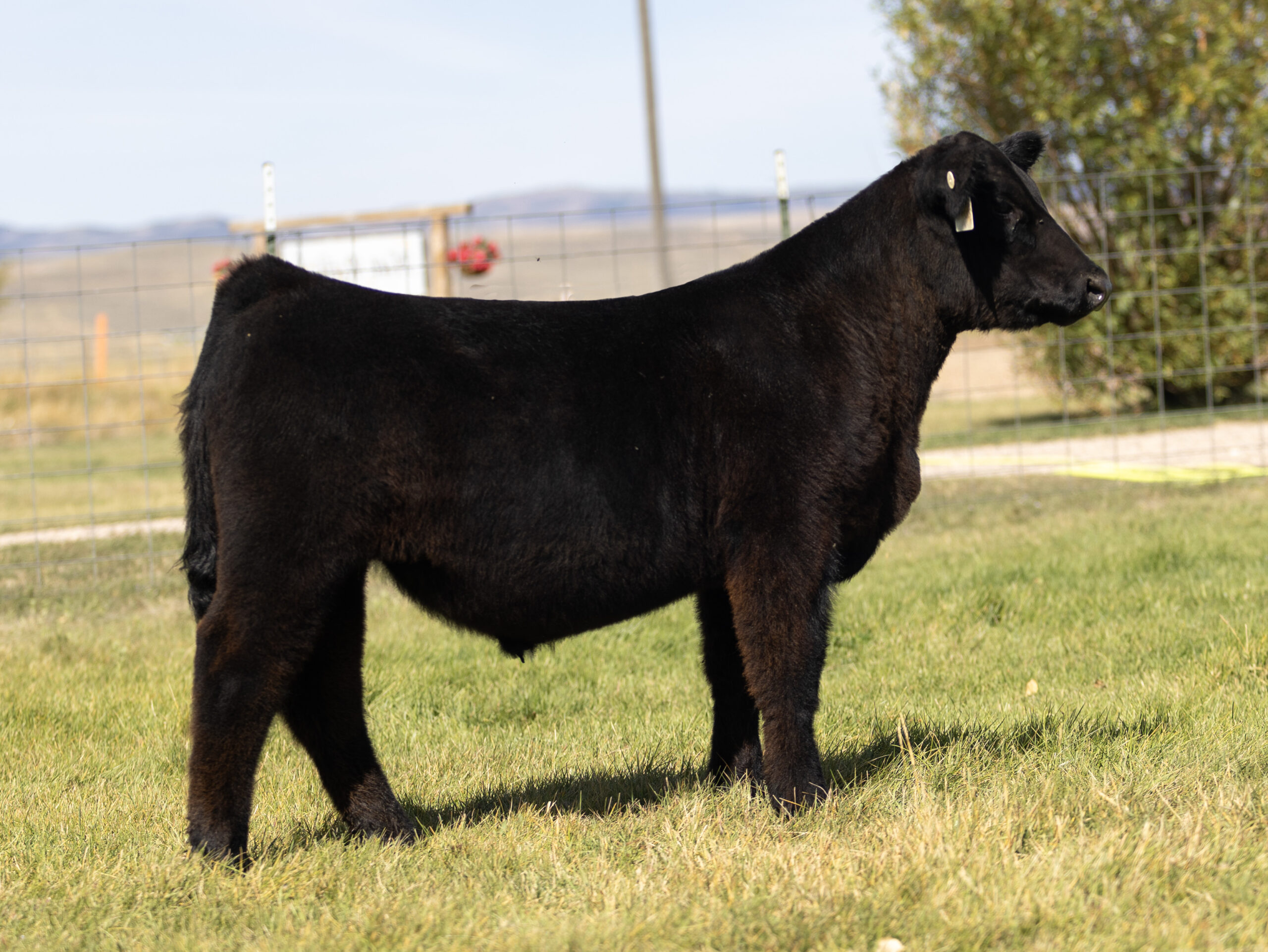 Cool Kids Club Steer