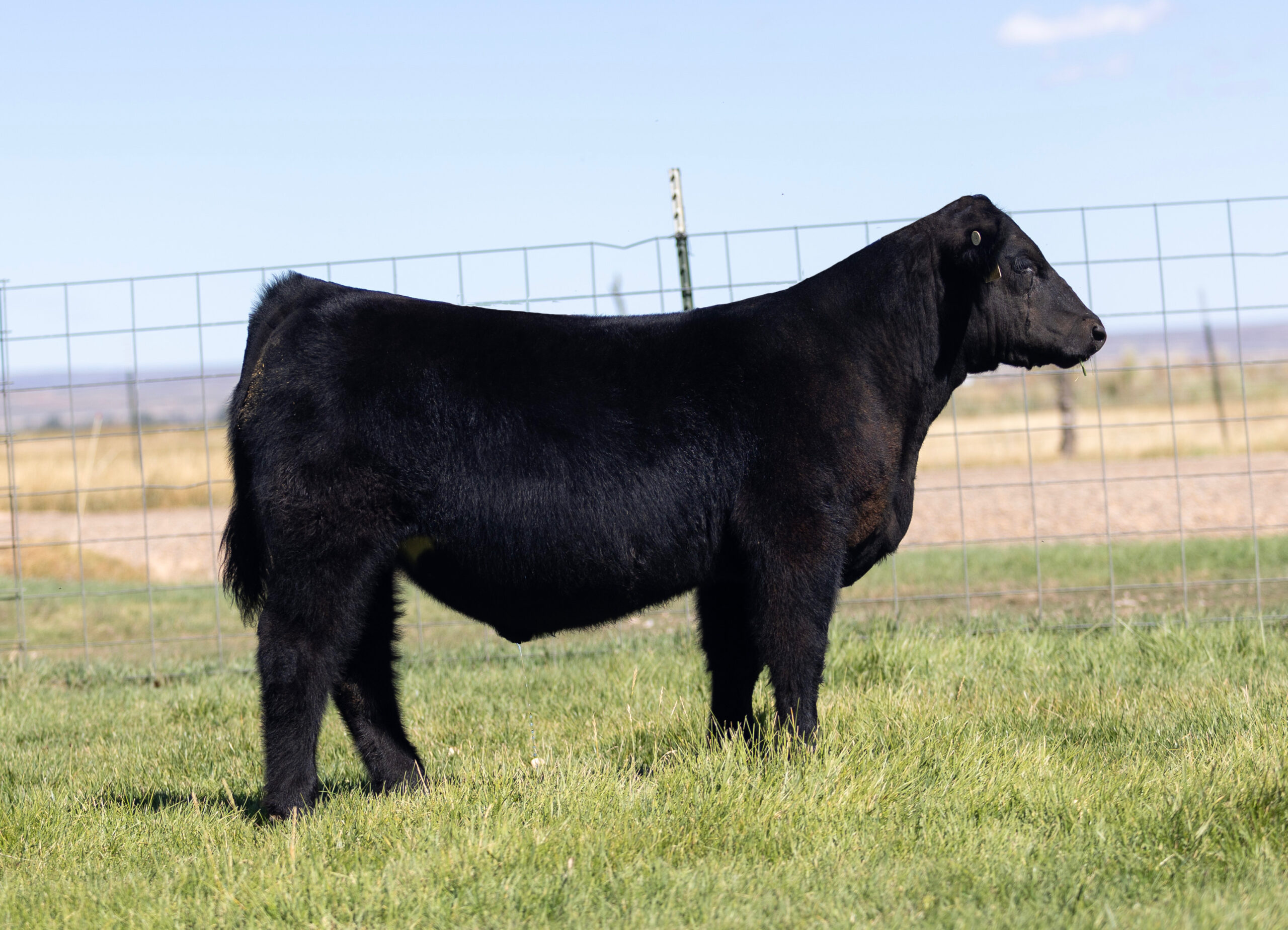 Kingston Steer