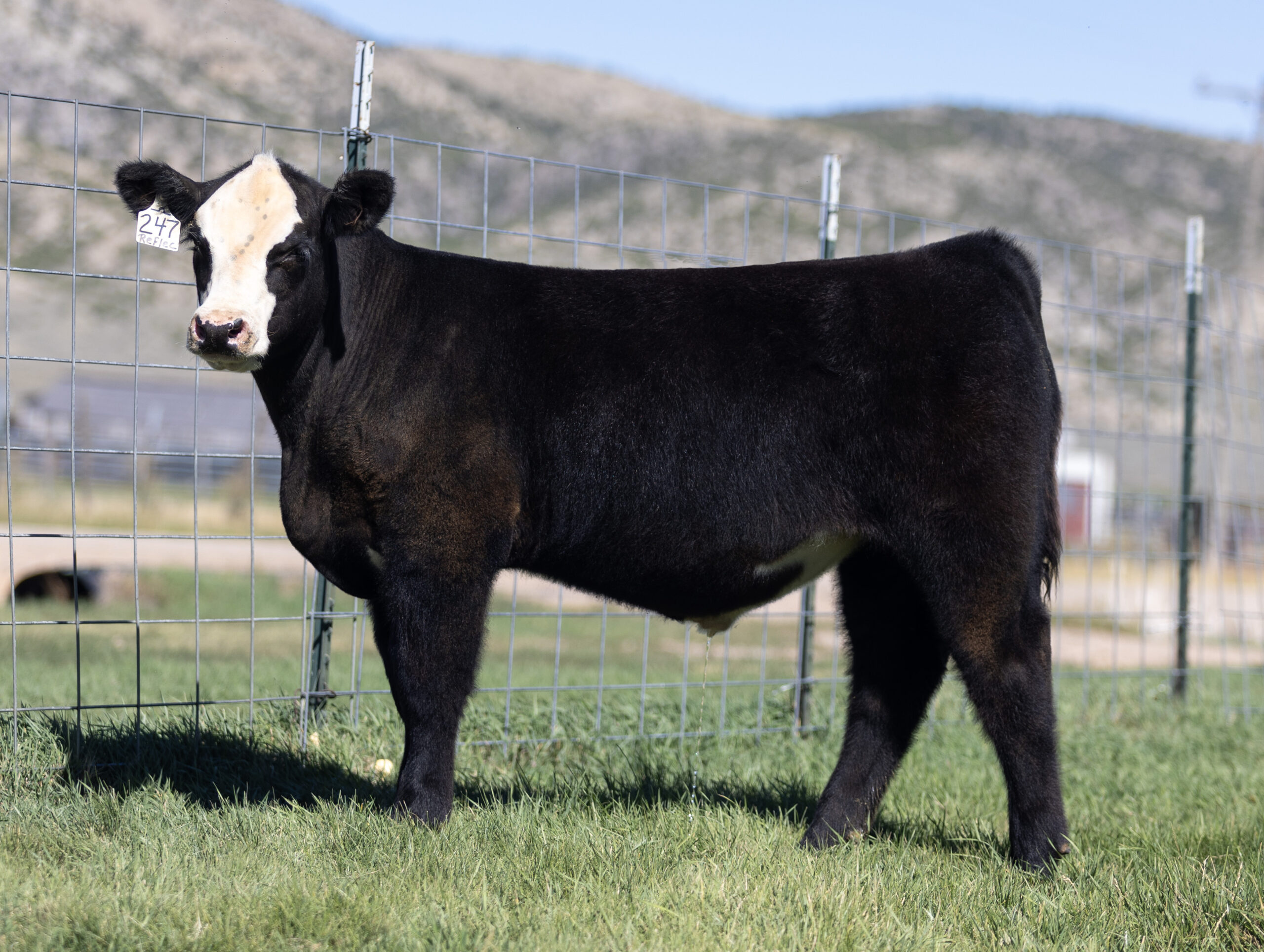Reflection Steer