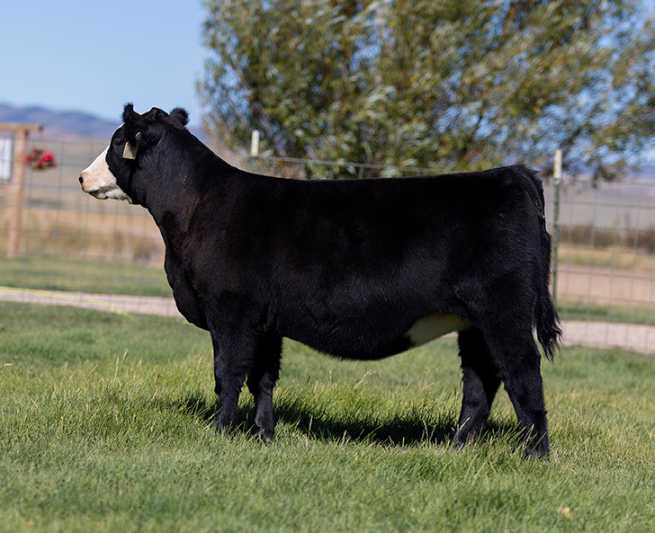 Kung Fu Panda Heifer 