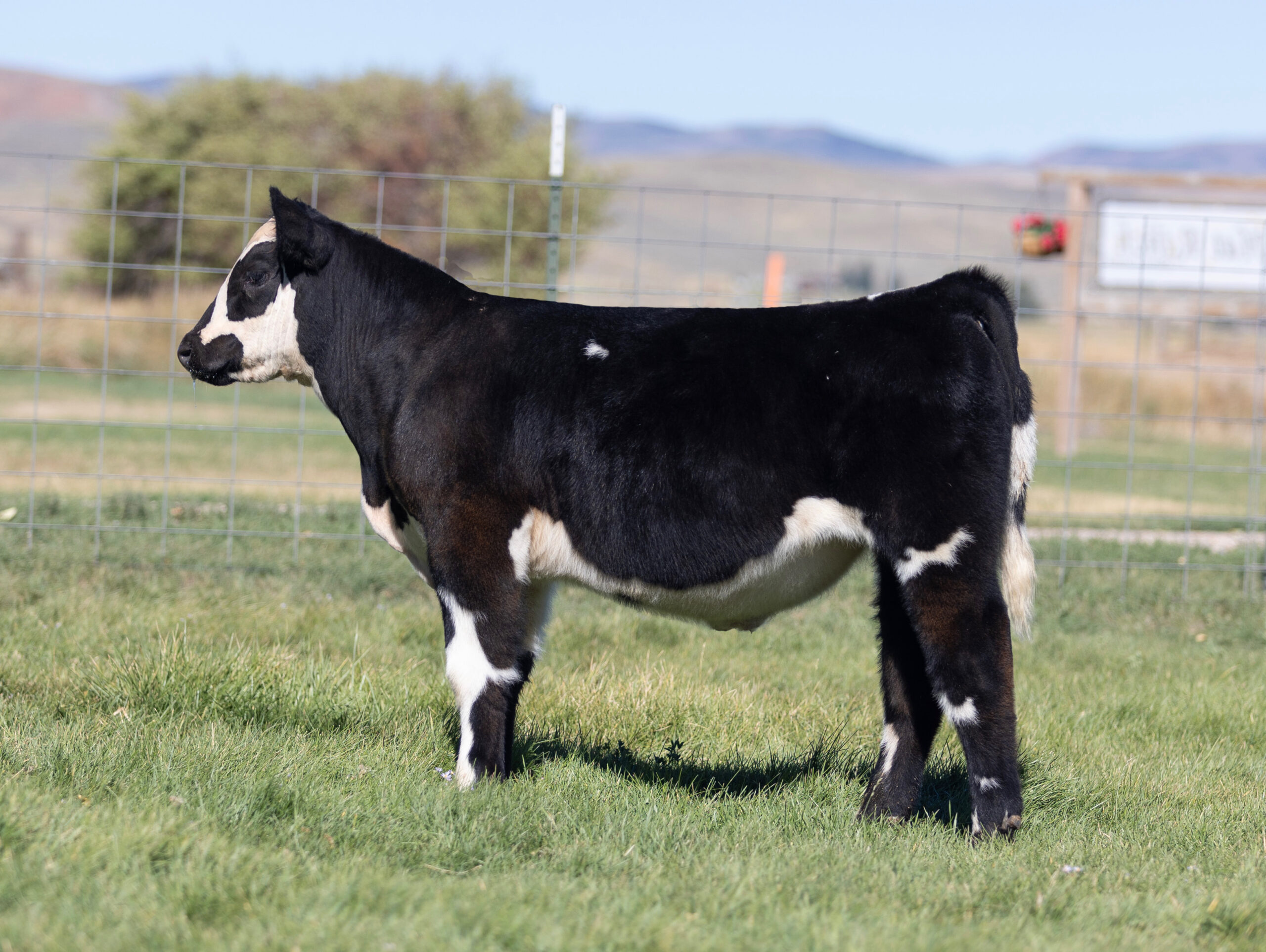 NWO x Whizard Steer