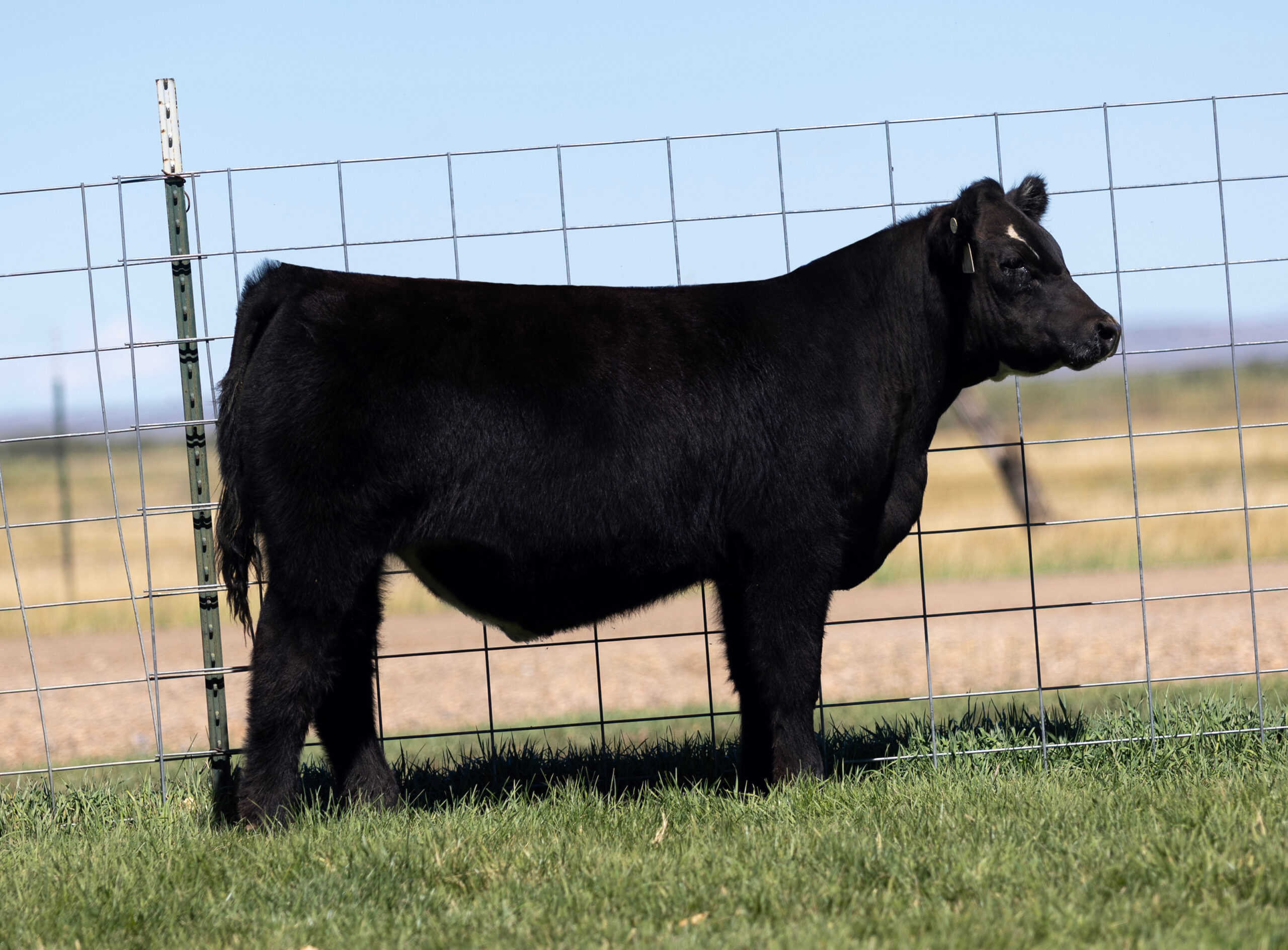 Safety First Steer