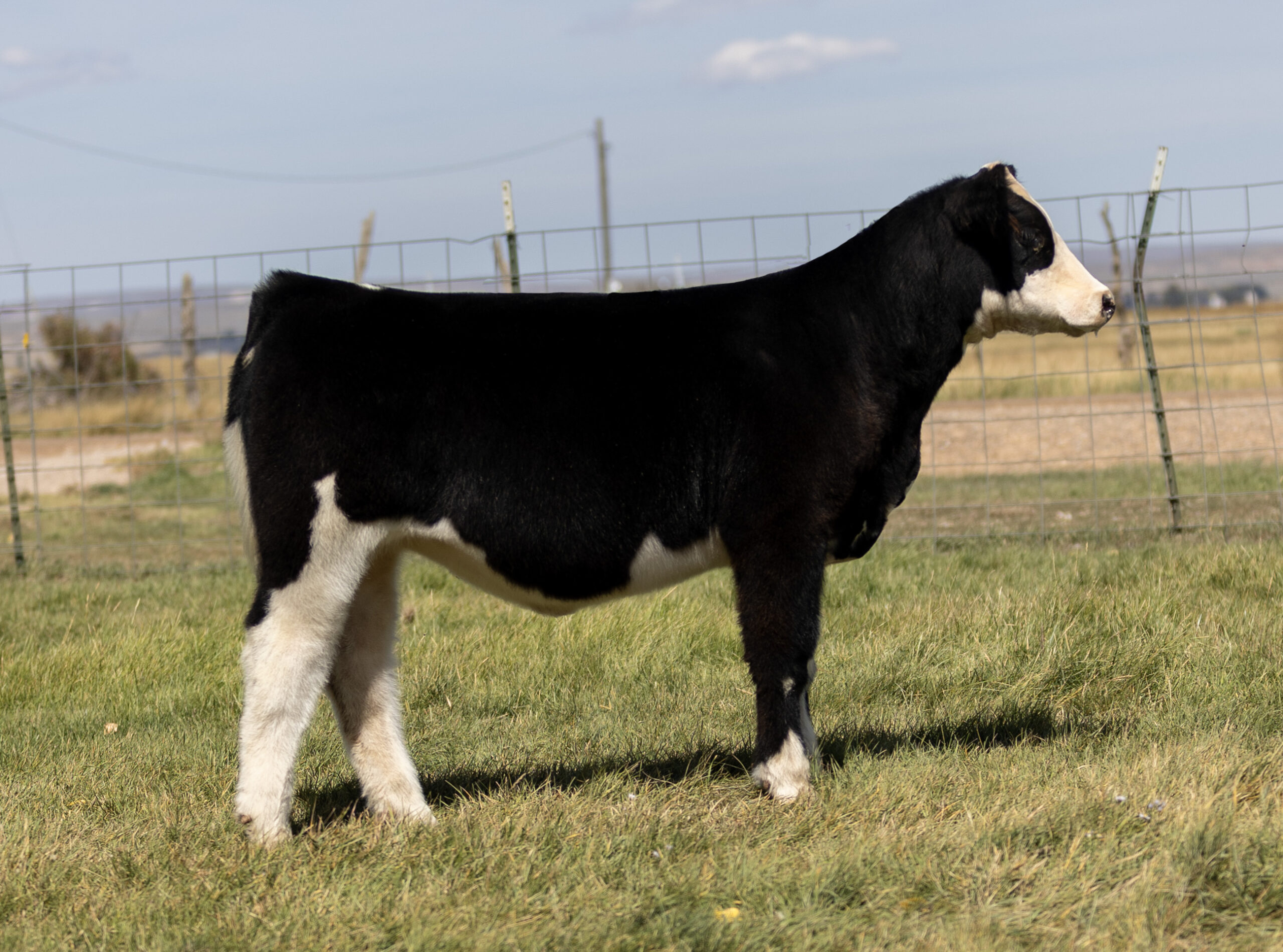 NWO Heifer 