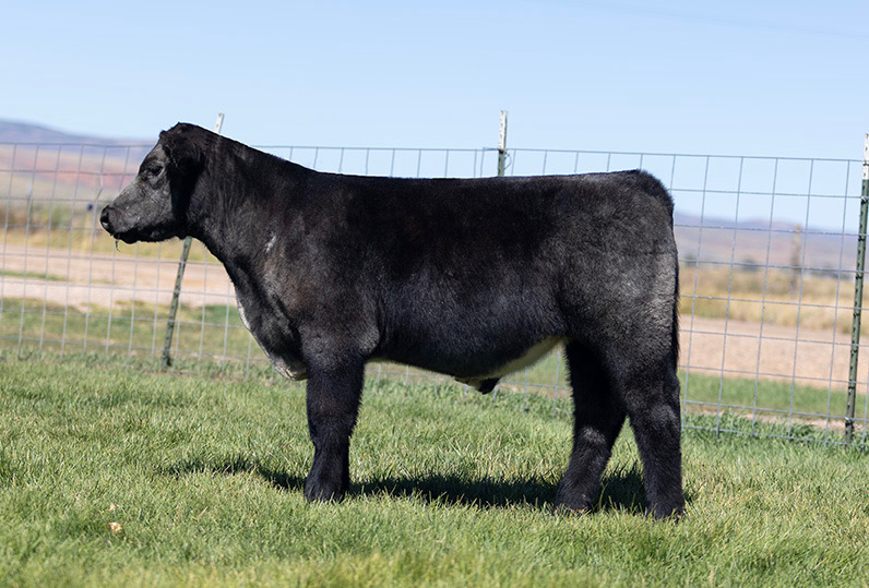 Cool Kids Club Steer
