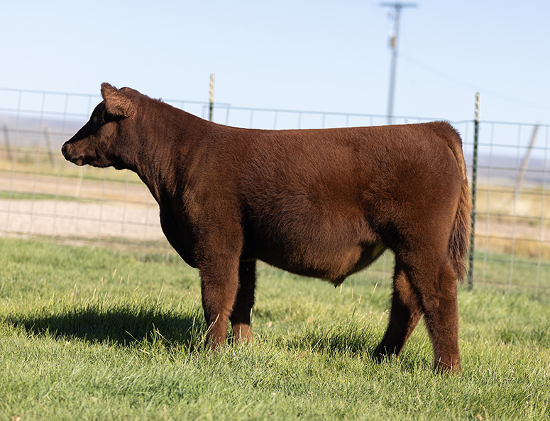 Cool Kids Club Steer
