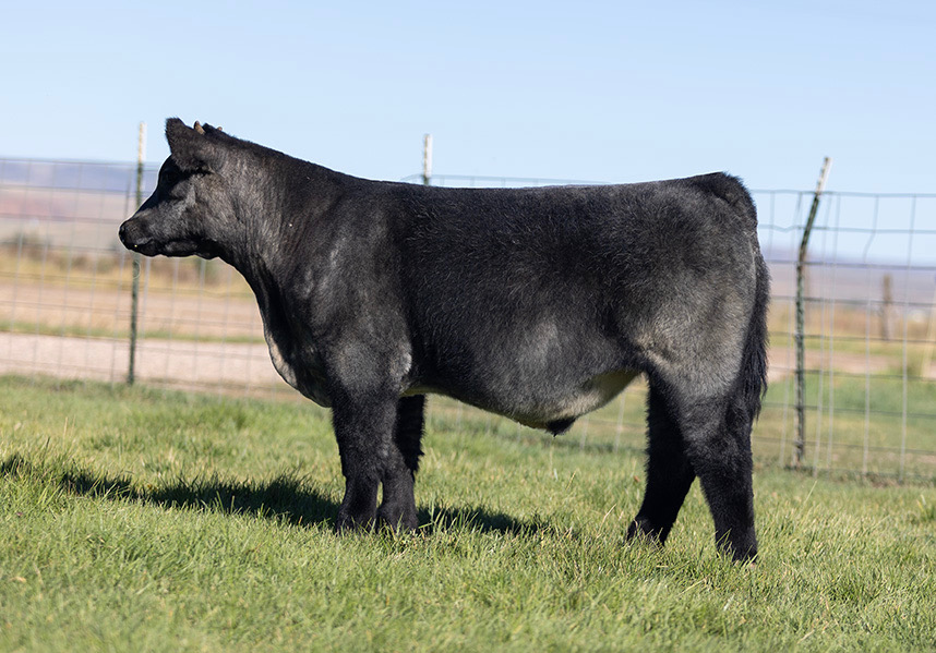 Cool Kids Club Steer